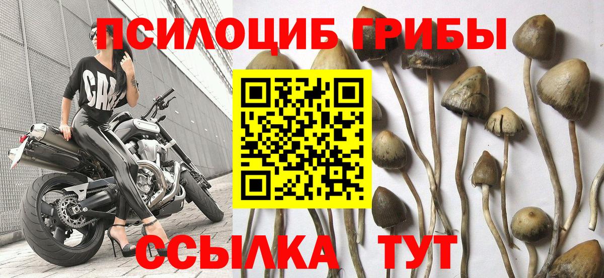 Кизилюрт  Галлюциногенные грибы Magic Shrooms  Вход с VPN 